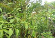 Vegetable Kitchen Garden