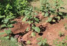Vegetable Kitchen Garden