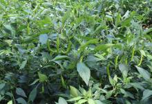 Vegetable Kitchen Garden