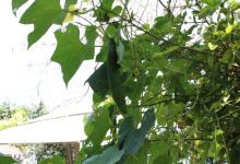Vegetable Kitchen Garden