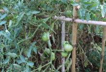 Vegetable Kitchen Garden